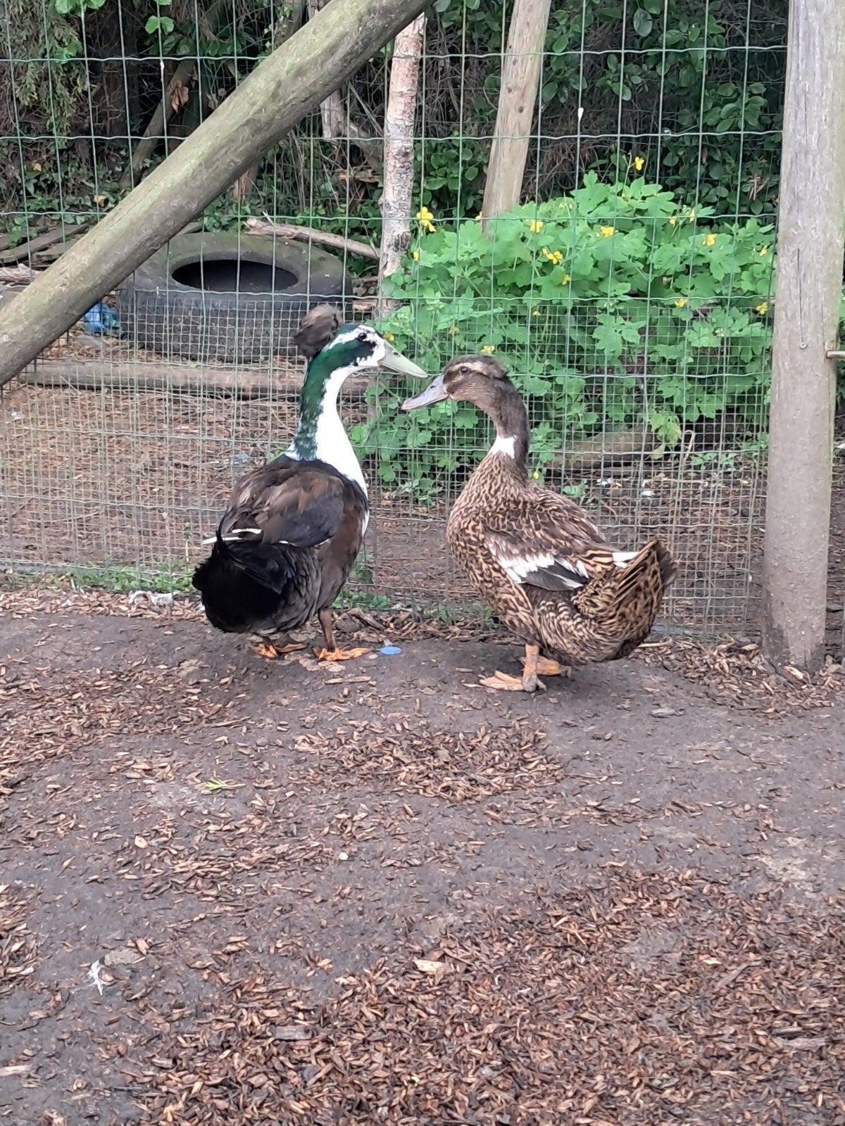 Koppel hollandes kuifeenden, Dieren en Toebehoren, Pluimvee, Meerdere dieren, Eend