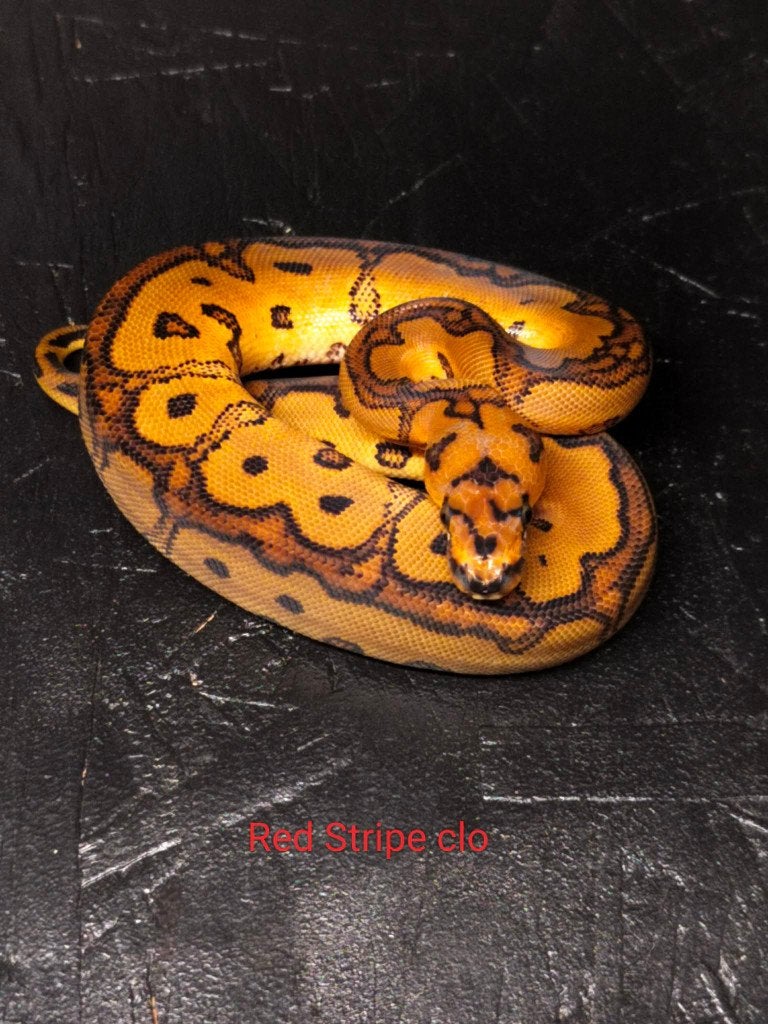 Ball python nakweek '26 2.2 nog te koop (Beurs Houten) Ball Python - unknown for sale from shirley