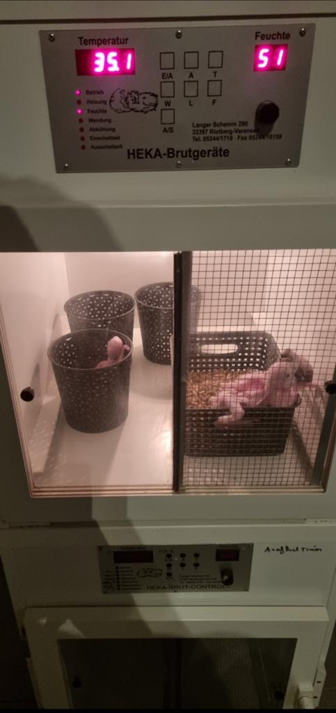 Couveuse, opfokkast,warmtekooi, Enlèvement