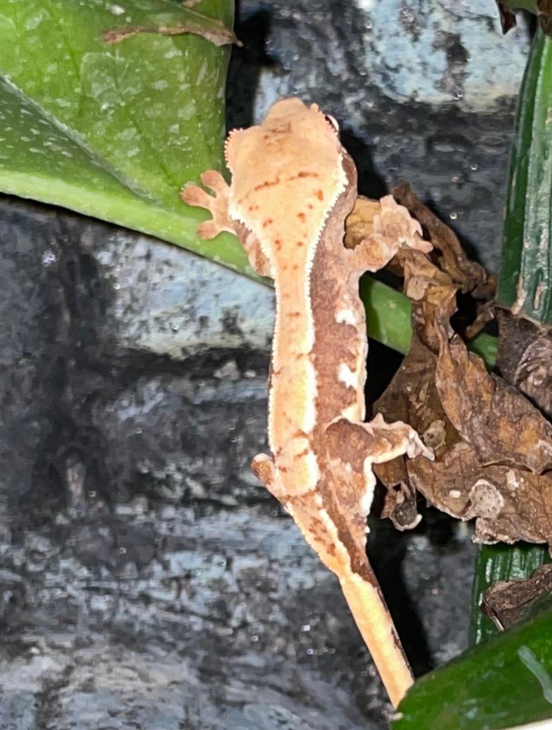 Wimpergekko nakweek, Dieren en Toebehoren, Reptielen en Amfibieën, 0 tot 2 jaar