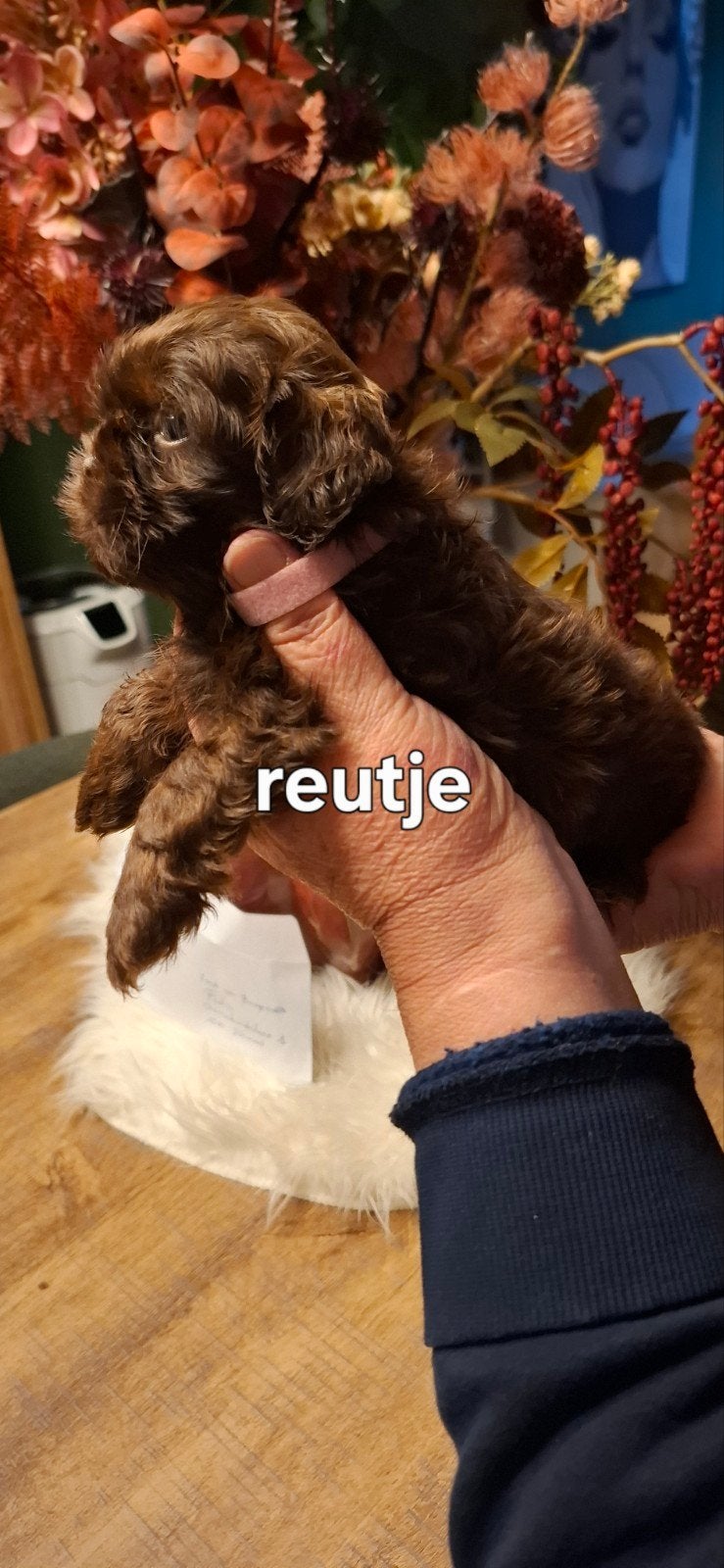 shih tzu pups choco, België, Fokker | Hobbymatig, CDV (hondenziekte), 8 tot 15 weken