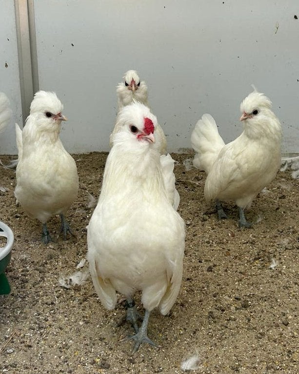 Watermaalse Baardkrielen, Dieren en Toebehoren, Meerdere dieren, Kip