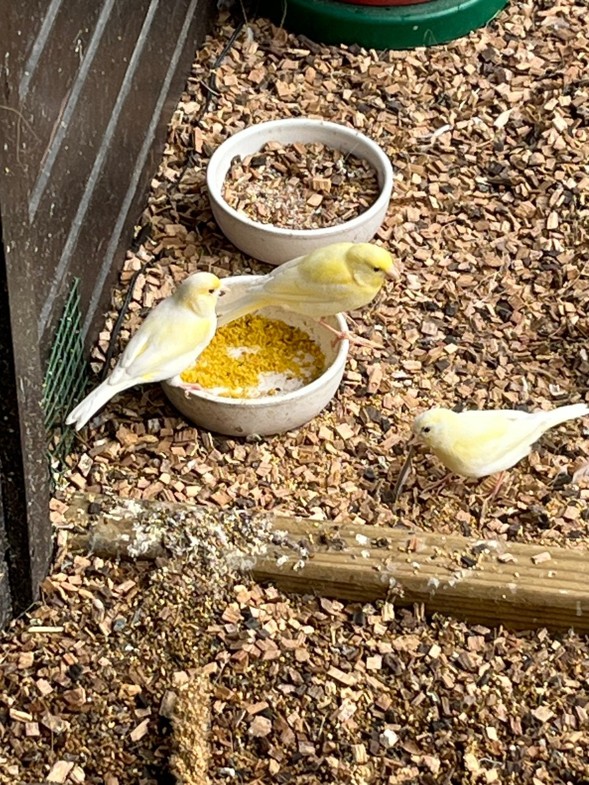 3 jonge kanaries, Dieren en Toebehoren