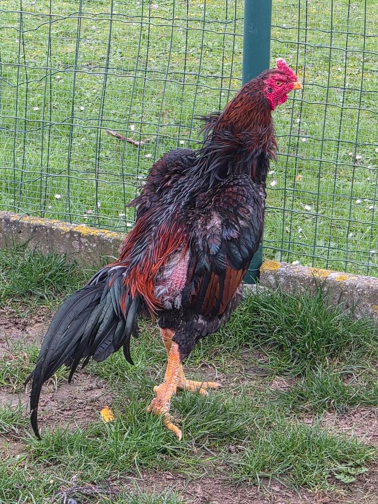 Shamo jap x hint, Dieren en Toebehoren, Mannelijk, Kip