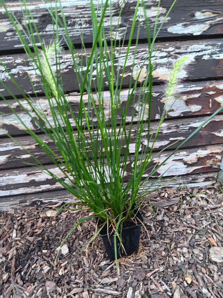 Pennisetum hamln, Jardin & Terrasse, Plantes | Jardin, Automne, Enlèvement, Graminées ornementales, Plante fixe