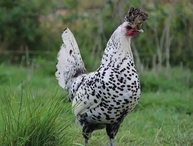 Appenzeller spitskuif, Animaux & Accessoires, Volatiles, Poule ou poulet, Plusieurs animaux