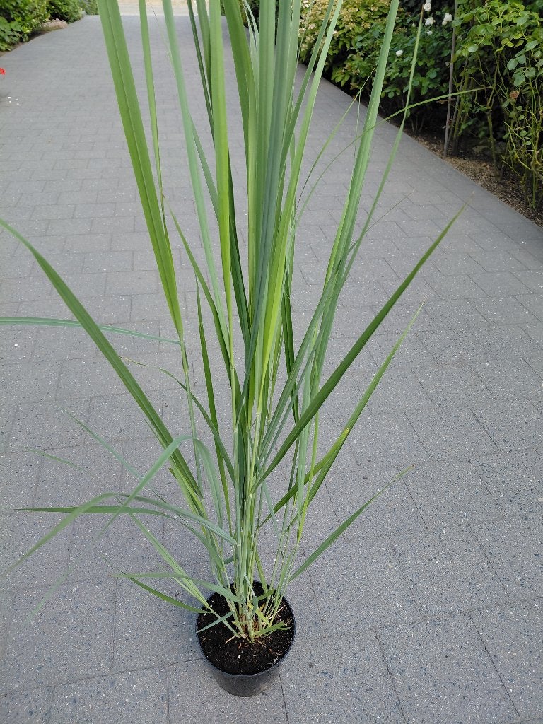 Panicum Northwind, Tuin en Terras, Planten | Tuinplanten, Ophalen, Halfschaduw