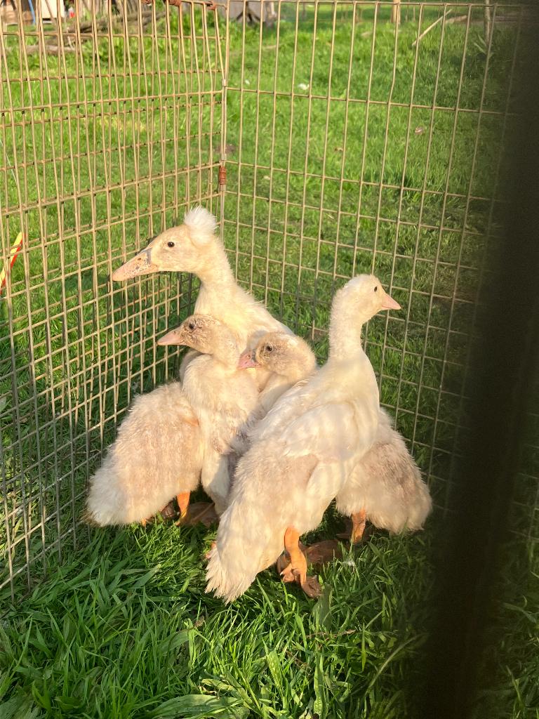 witte loopeenden (koppel met kuif), Dieren en Toebehoren, Meerdere dieren, Eend