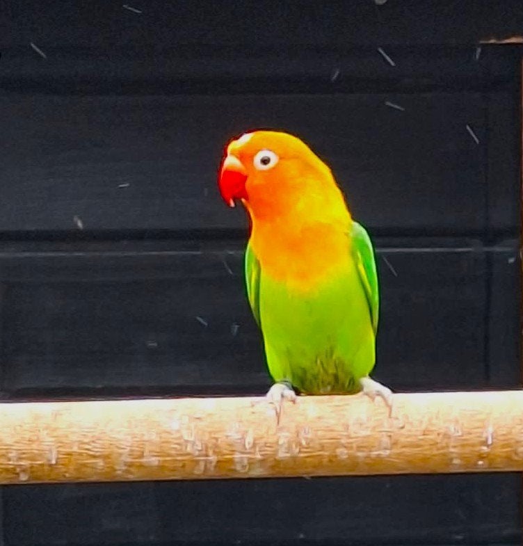 agapornis fischeri dwergpapegaai, Dieren en Toebehoren, Dwergpapegaai of Agapornis, Tam