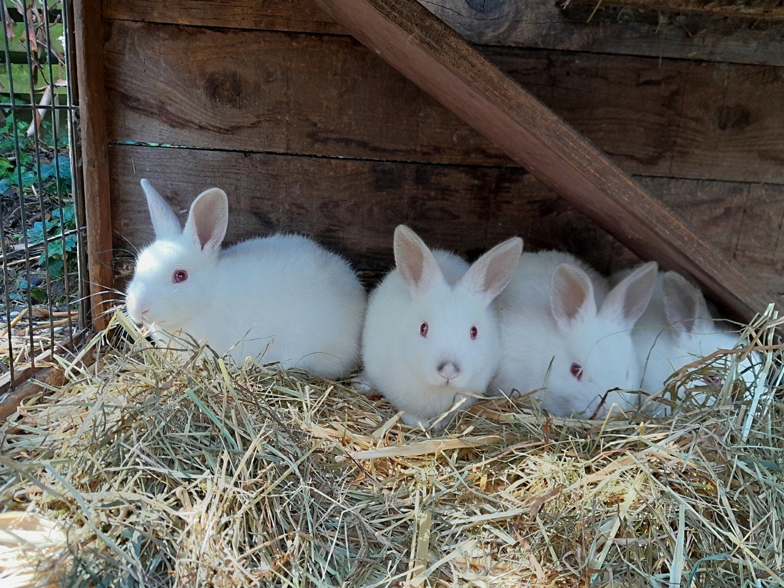 4 lieve konijntjes zijn op zoek naar een warm thuis., Dieren en Toebehoren, Klein