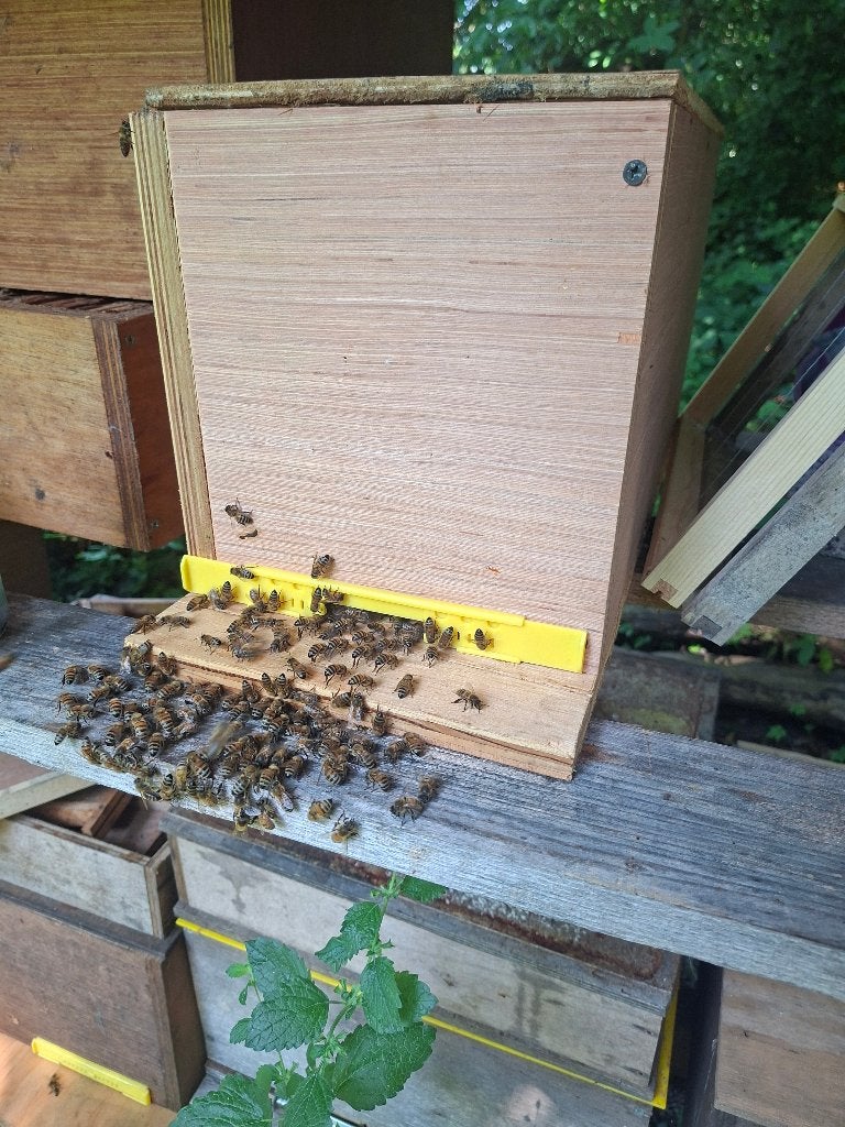 Dernières colonies d'abeilles simplex, Enlèvement