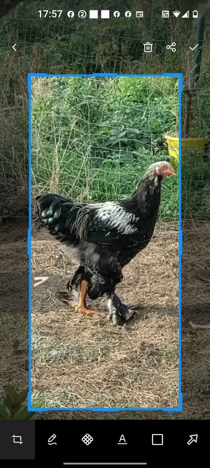 brahma haan, Dieren en Toebehoren, Mannelijk