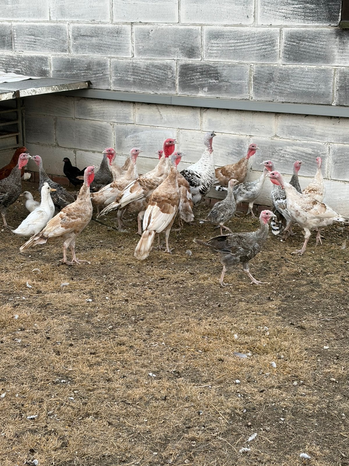 Jonge ronquiere kalkoenen, Dieren en Toebehoren, Pluimvee