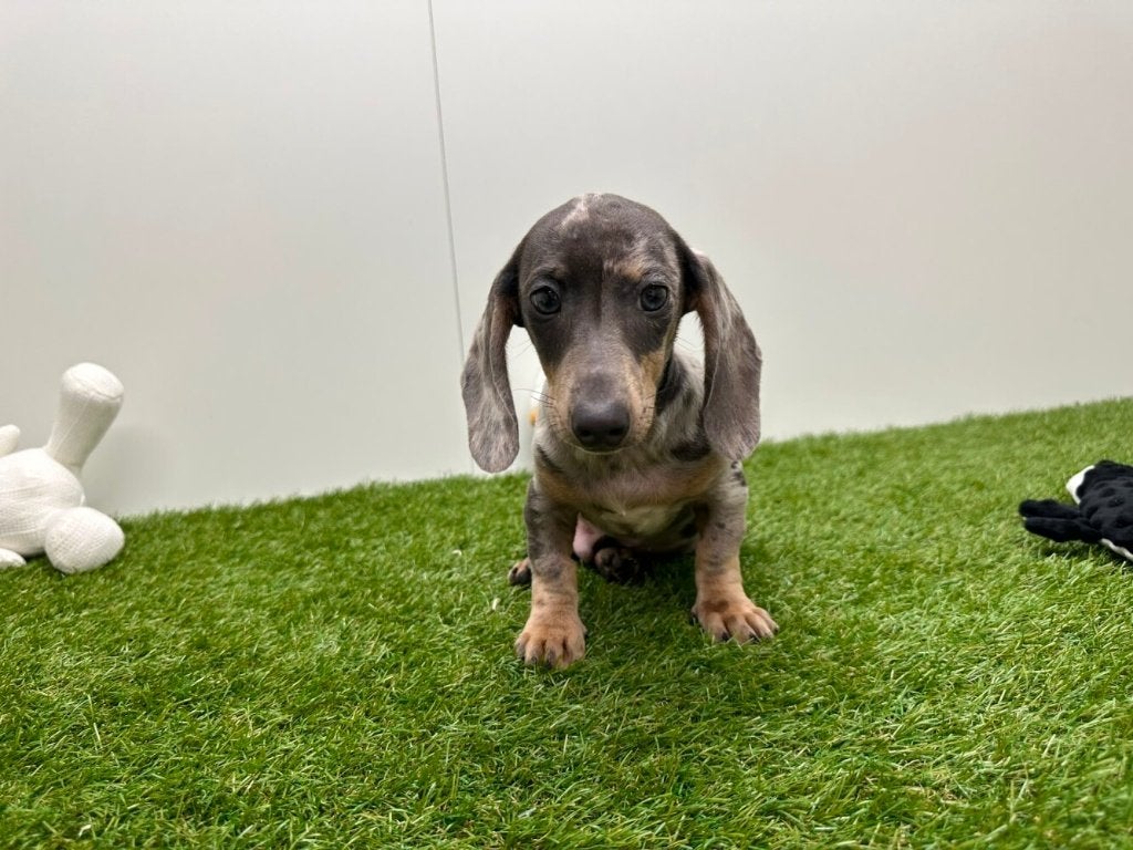 Gladharige Dwergteckel pups, Dieren en Toebehoren, Honden | Teckels en Dashonden, België, 8 tot 15 weken, Korthaar, Dwerg