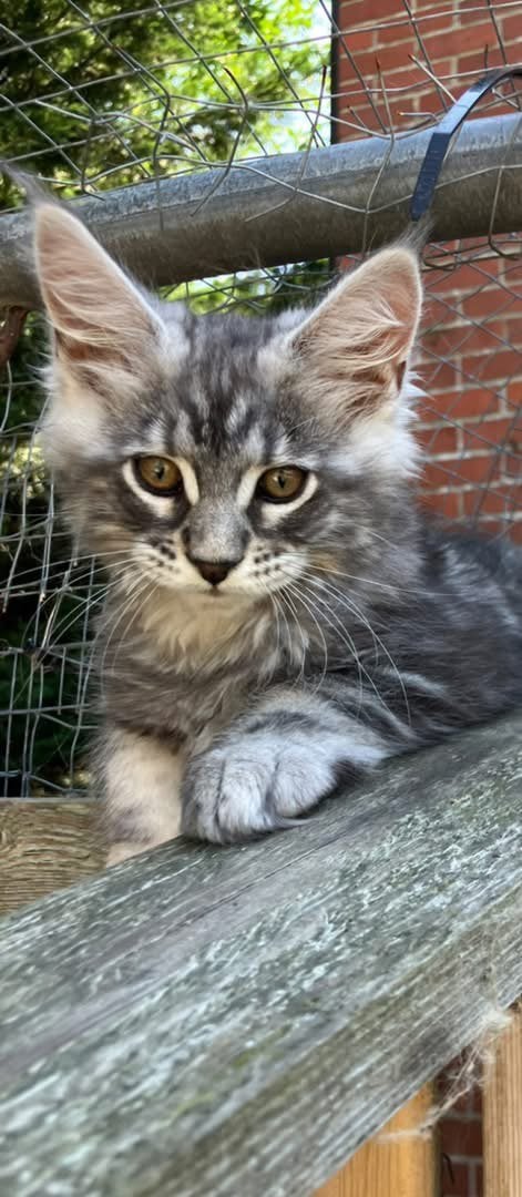 Chatons Maine Coon, Chat, Vermifugé, 0 à 2 ans