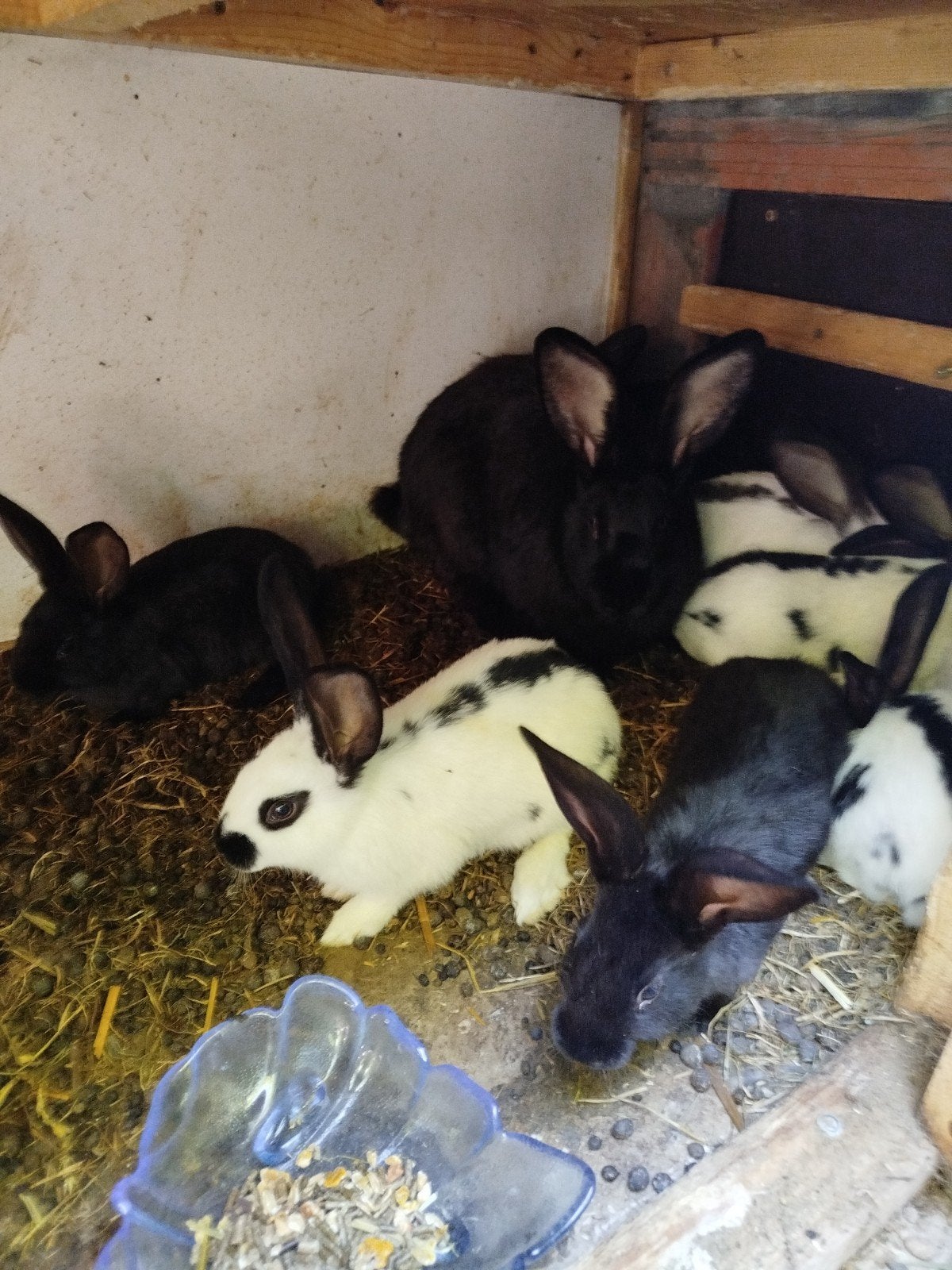 moer + 8 jongen, Dieren en Toebehoren, Konijnen
