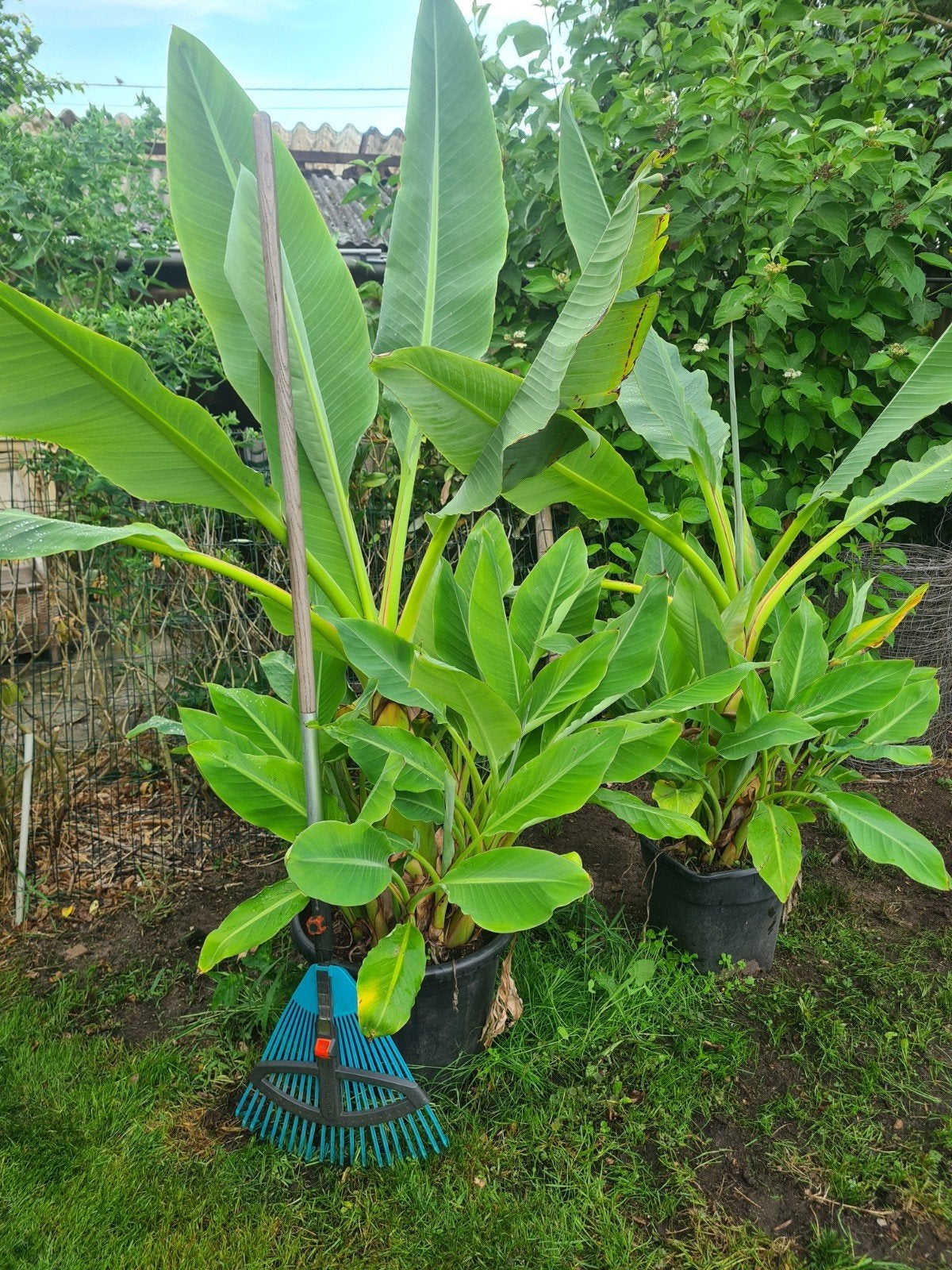 mussela lasiocarpa, Tuin en Terras, Ophalen