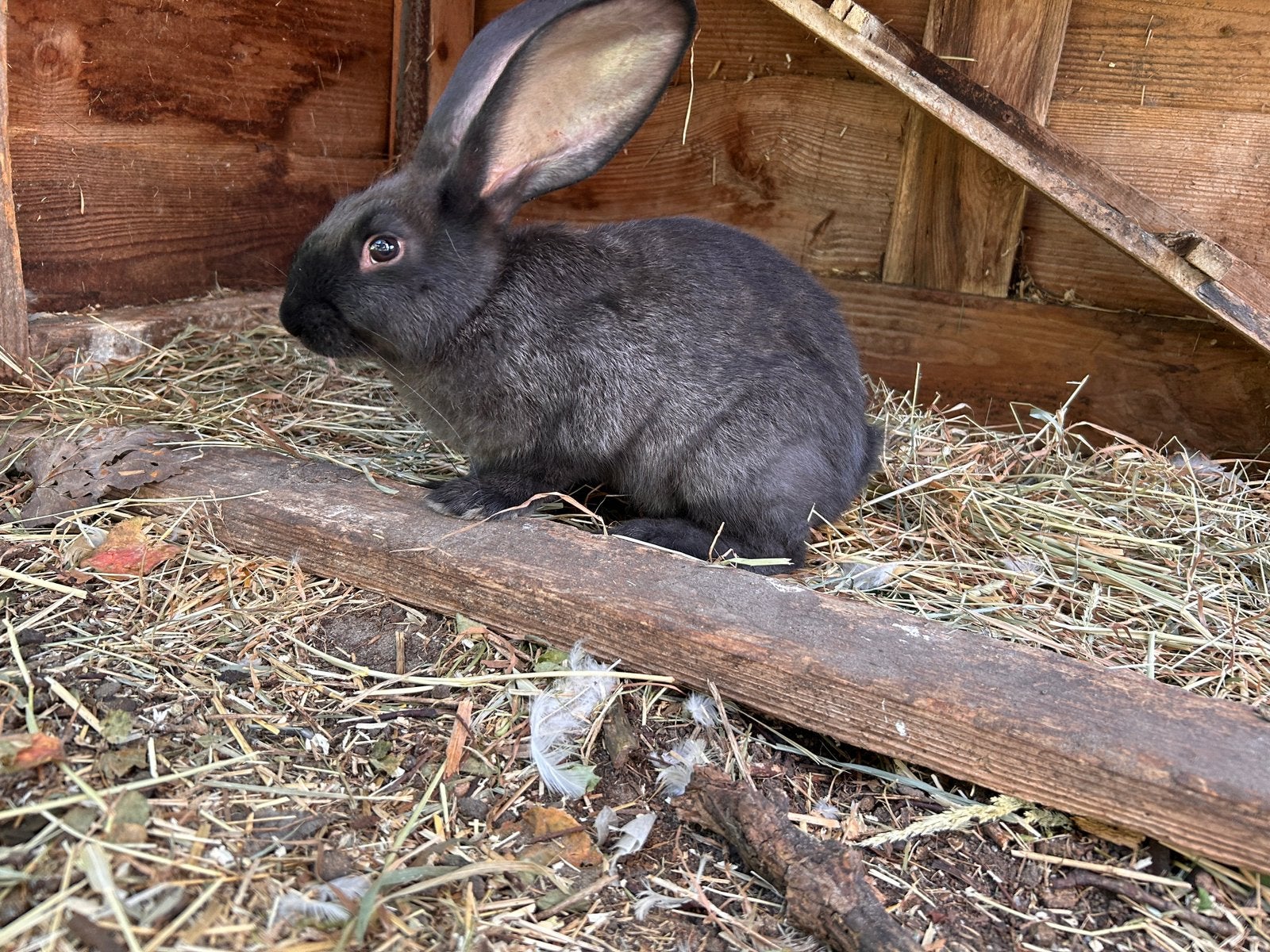 Vlaamse reus knuffelaar rammelaar, Animaux & Accessoires, Lapins, Grand, Mâle, 0 à 2 ans