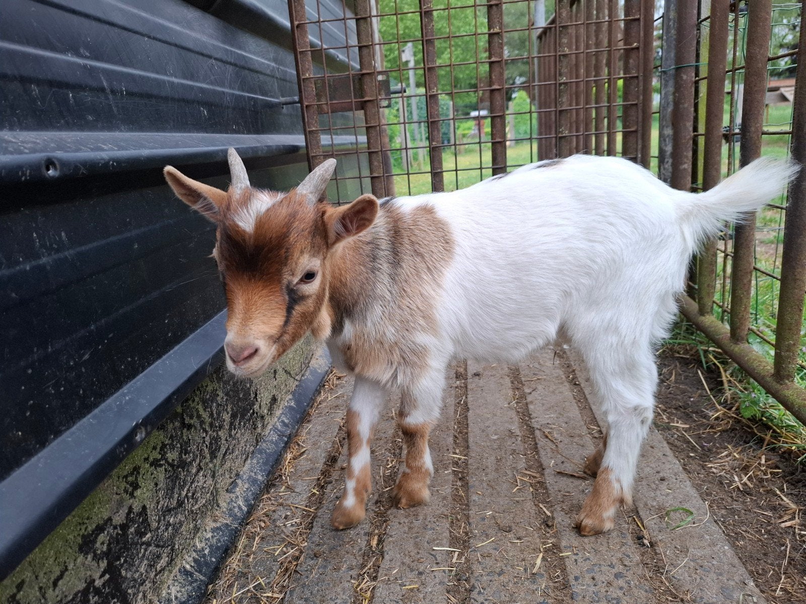Jong dwerggeitenbokje, Mannelijk, Geit, 0 tot 2 jaar