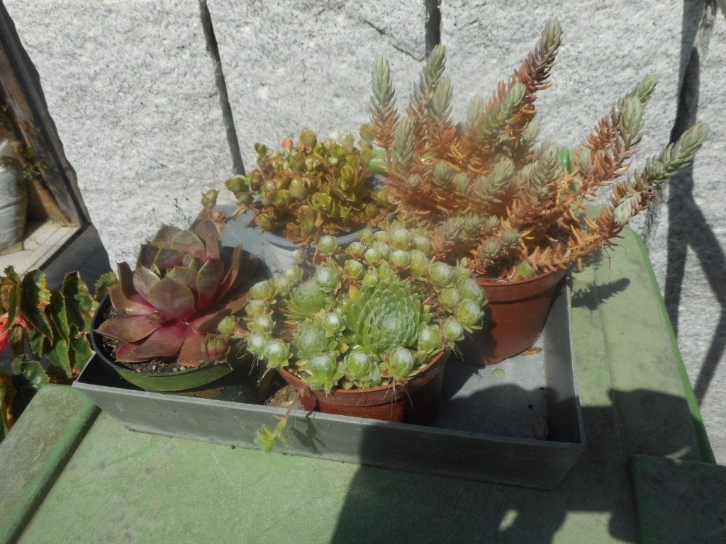 plantes, Jardin & Terrasse, Plein soleil, Été, Plante fixe, Enlèvement ou Envoi