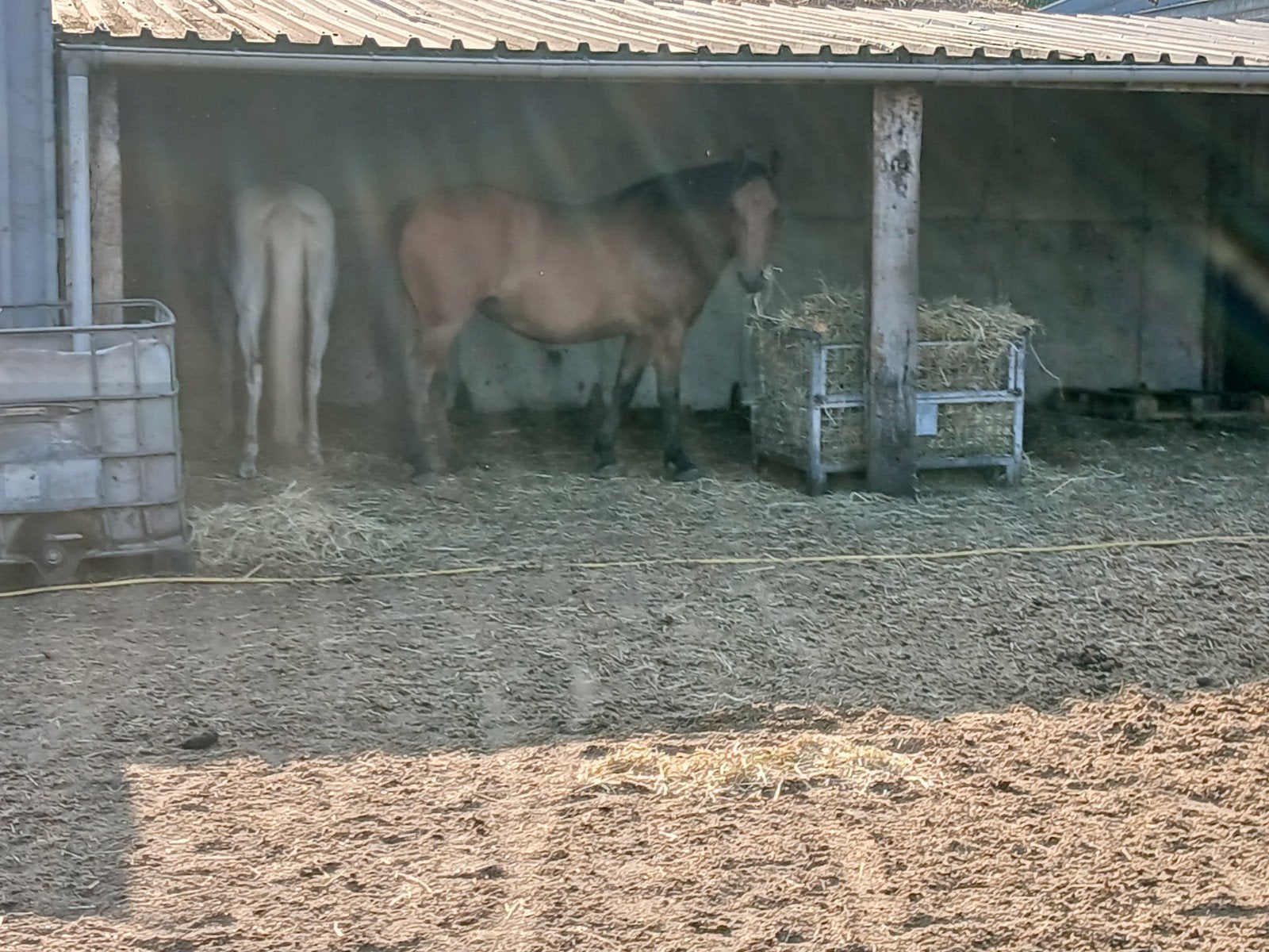 à vendre : abri ou abri de promenade, Animaux & Accessoires, Box & Pâturages, Mise à l'étable, 4 chevaux ou poneys ou plus