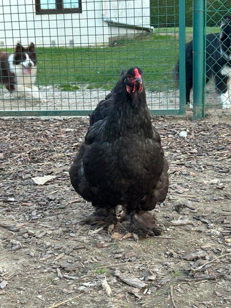 Broedeieren brahma, Poule ou poulet