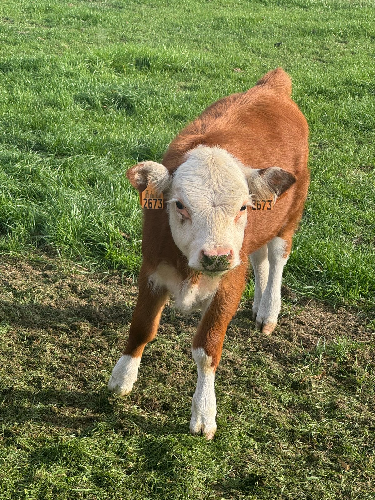 Mini hereford vaarsje, Dieren en Toebehoren, Vrouwelijk, 0 tot 2 jaar