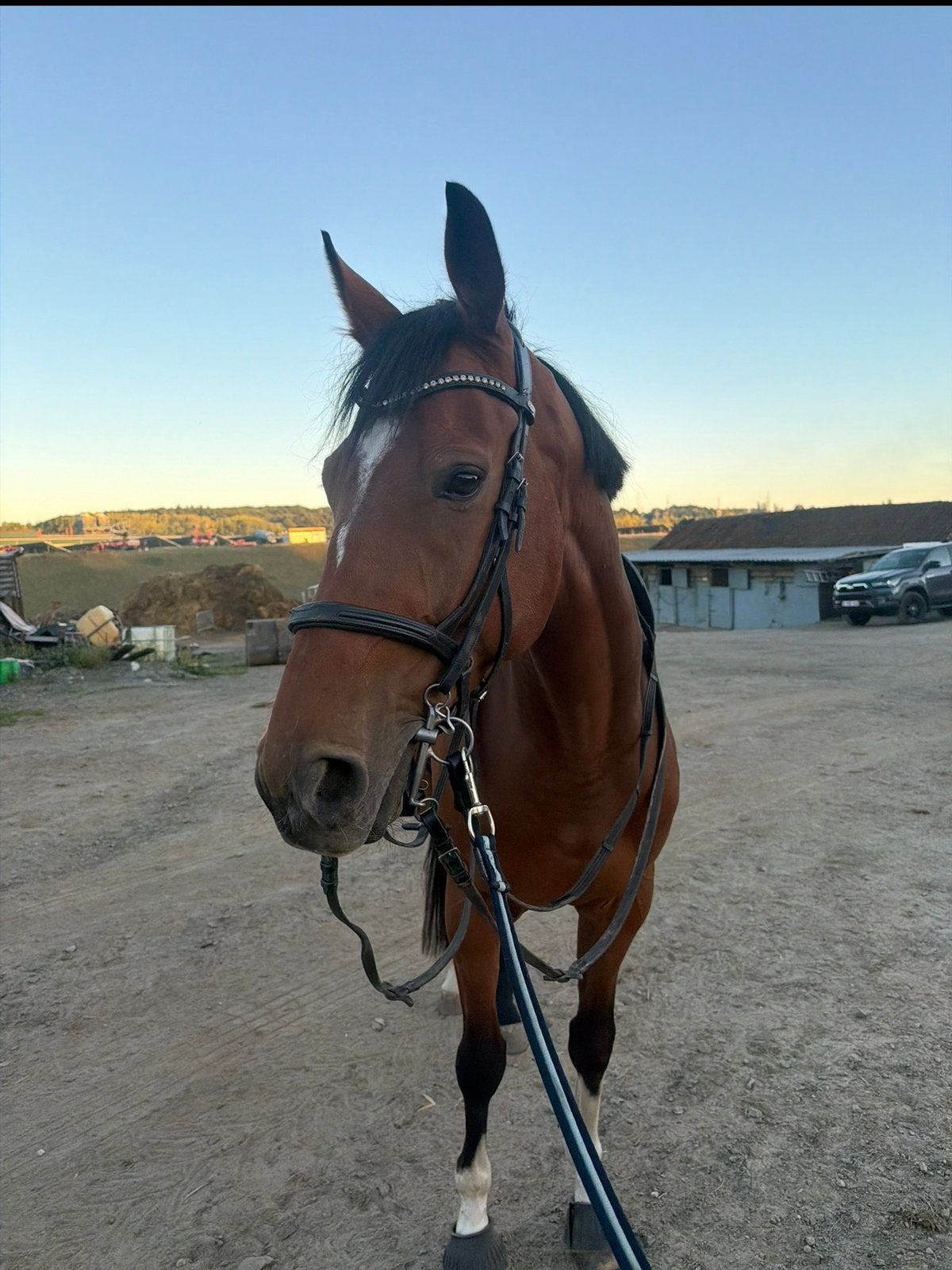 jeune cheval a vendre, Dieren en Toebehoren