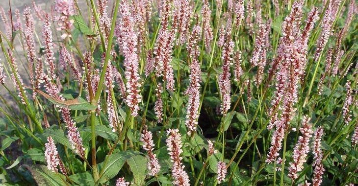 Persicaria ampl. 'Rosea' / Duizendknoop, Enlèvement, Plante fixe