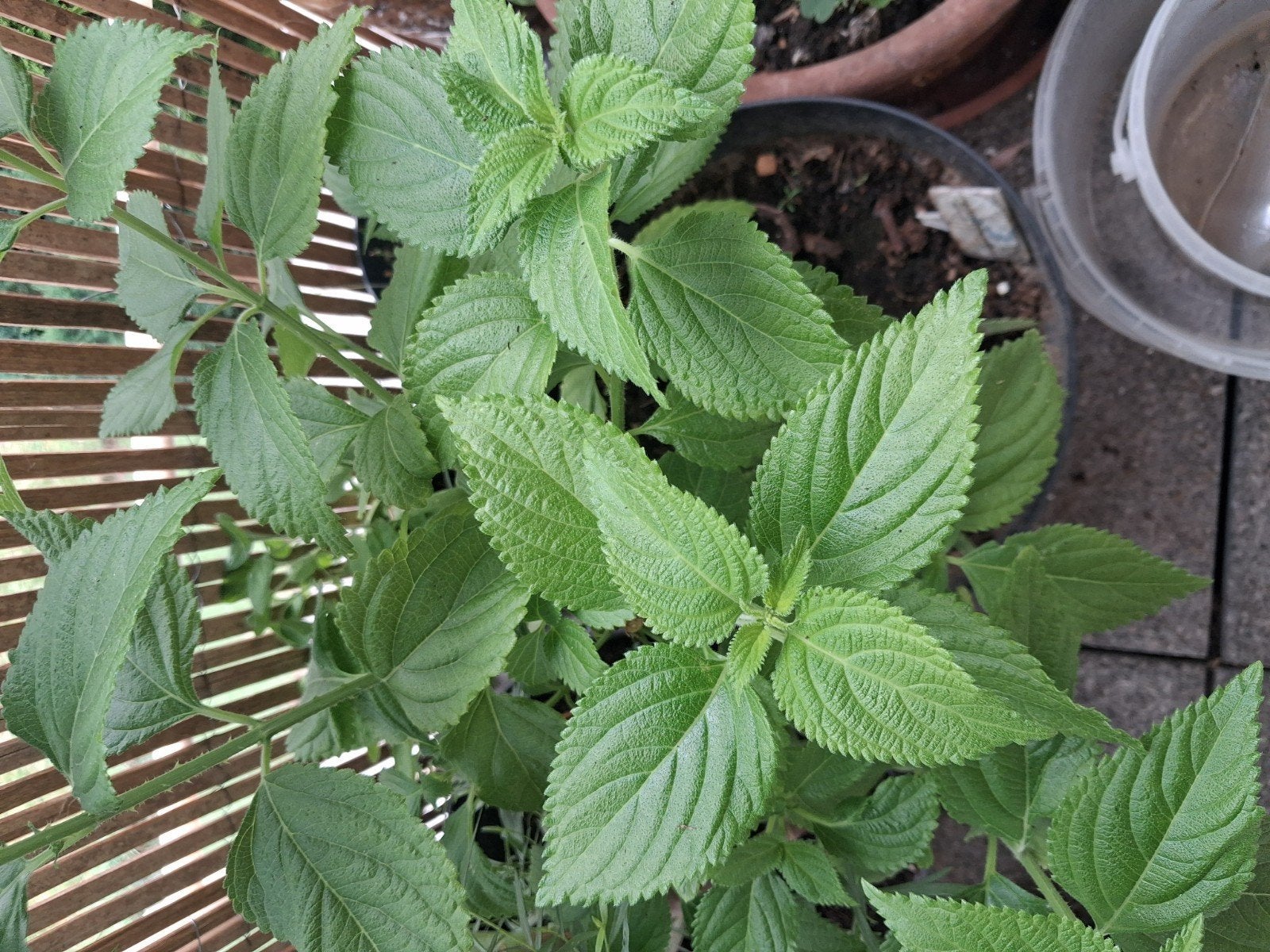 Nouveaux plants de légumes et aromatiques, Jardin & Terrasse, Enlèvement