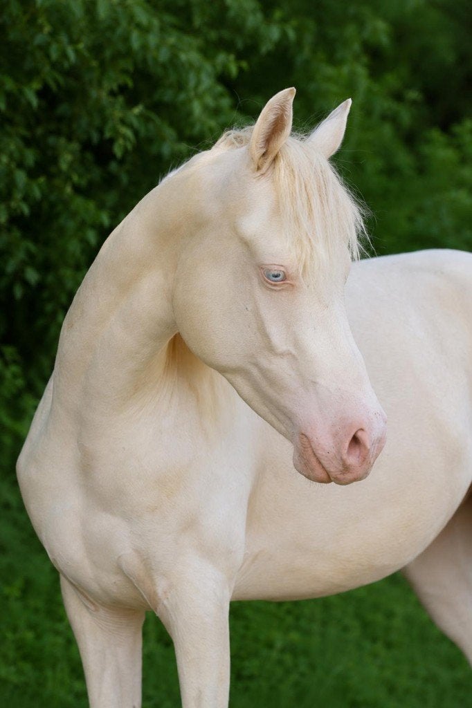 Futur polyvalent, le perlino, Animaux & Accessoires, Poney de dressage, Hongre, Avec pedigree, 0 à 2 ans