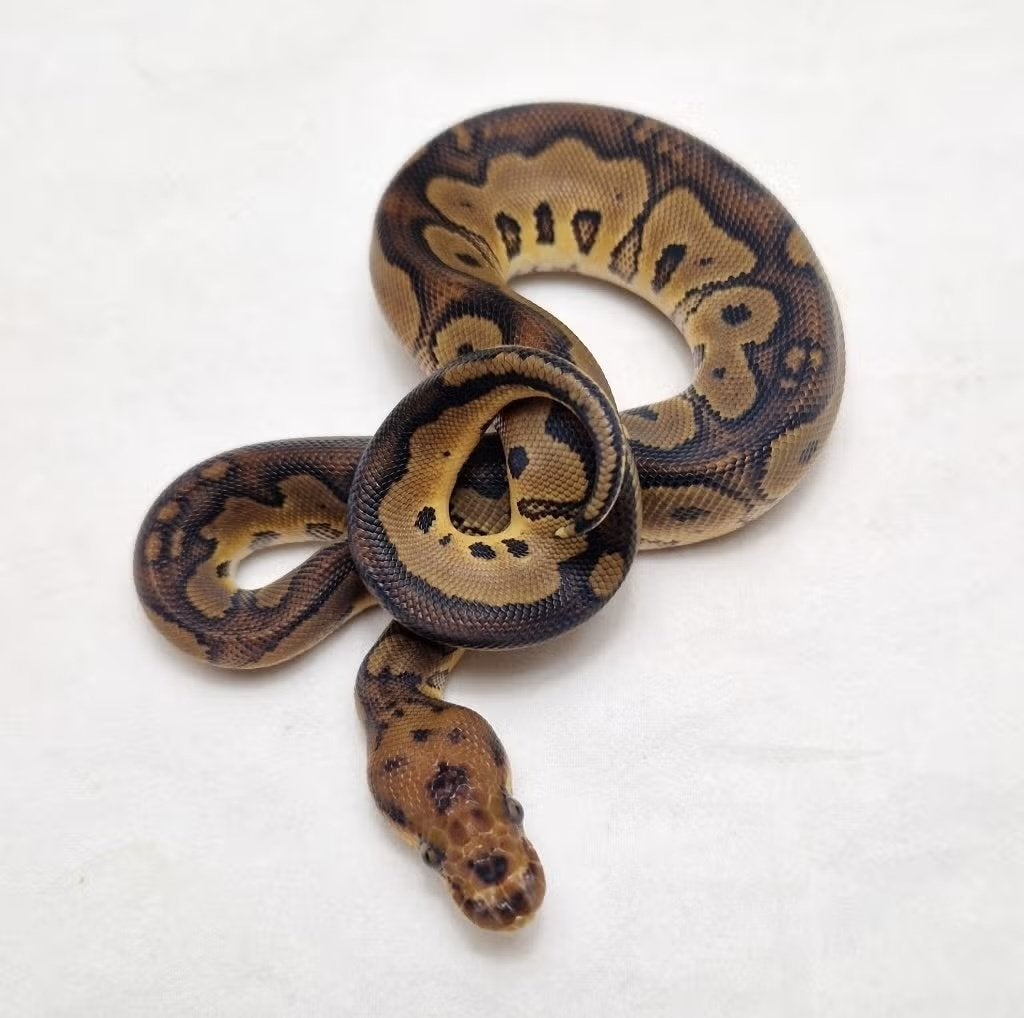 Red stripe Clown het Dg koningspython man, Serpent, Domestique, 0 à 2 ans