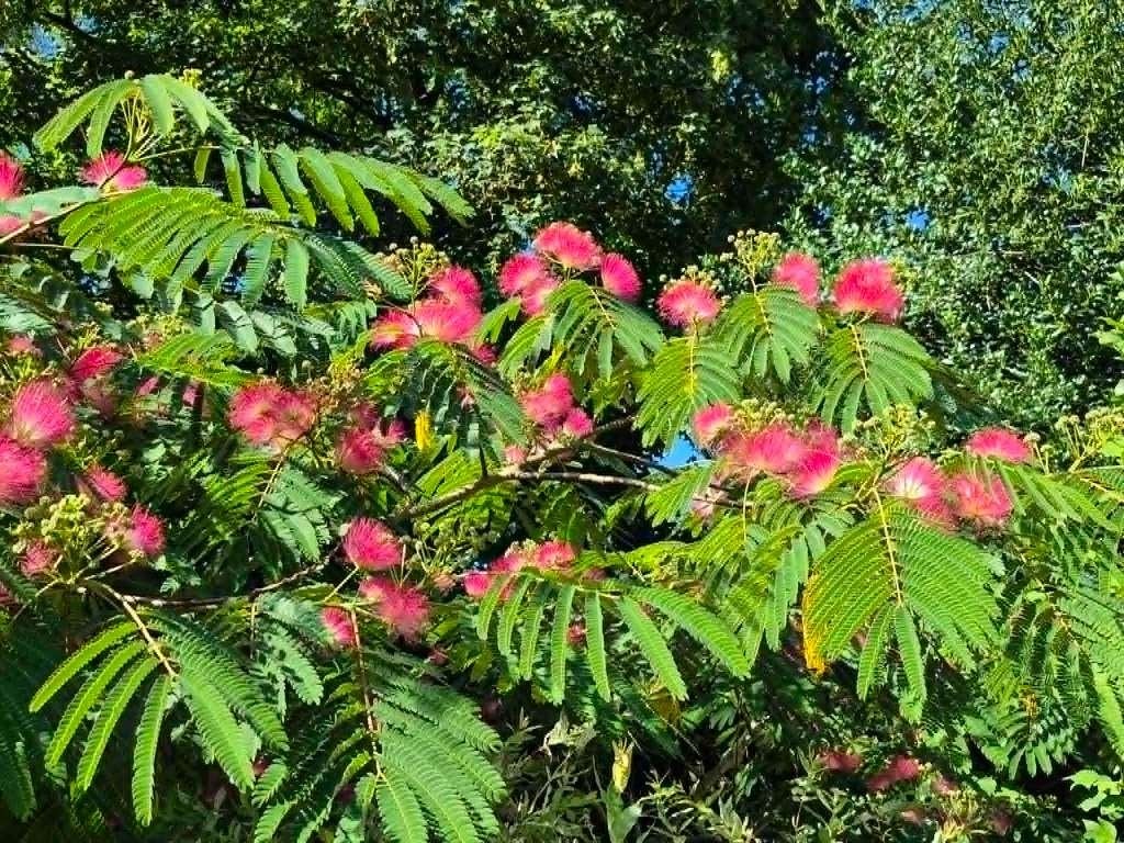 Albizia julibrissin, Ophalen, Zomer, Volle zon