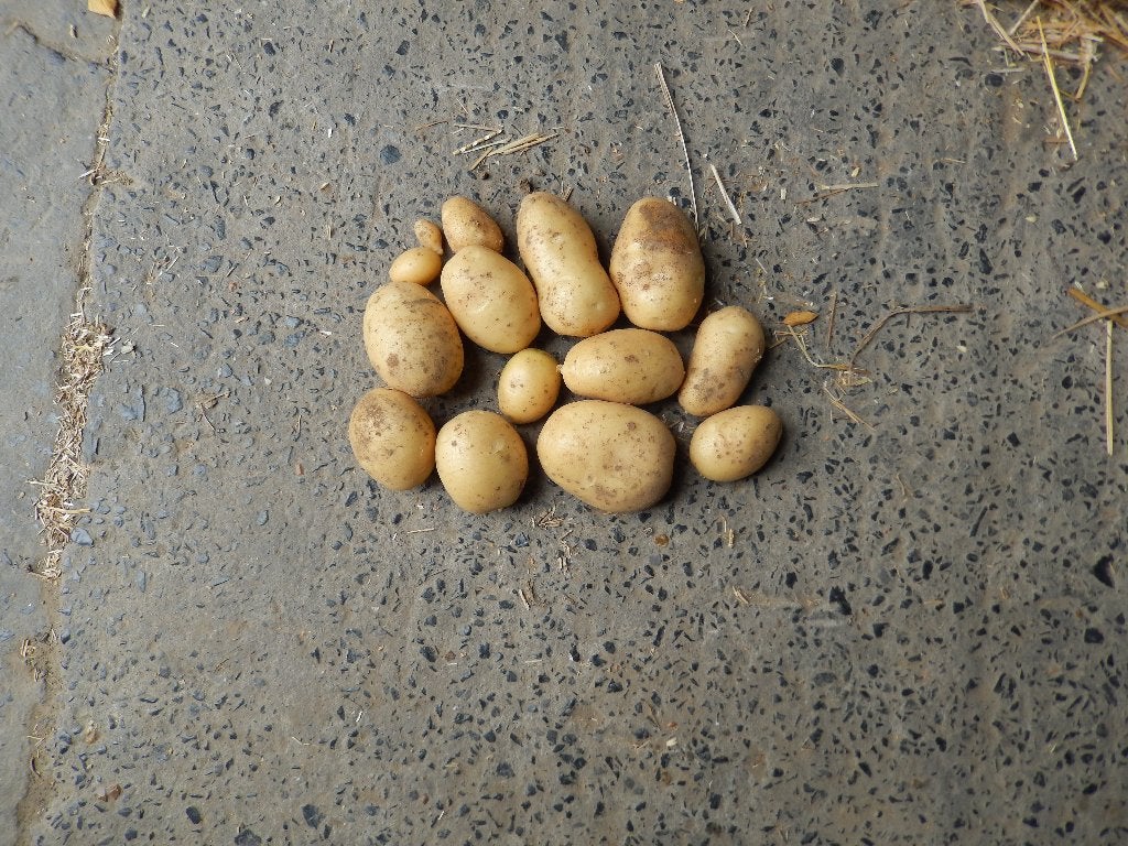 Aardappelen, Enlèvement