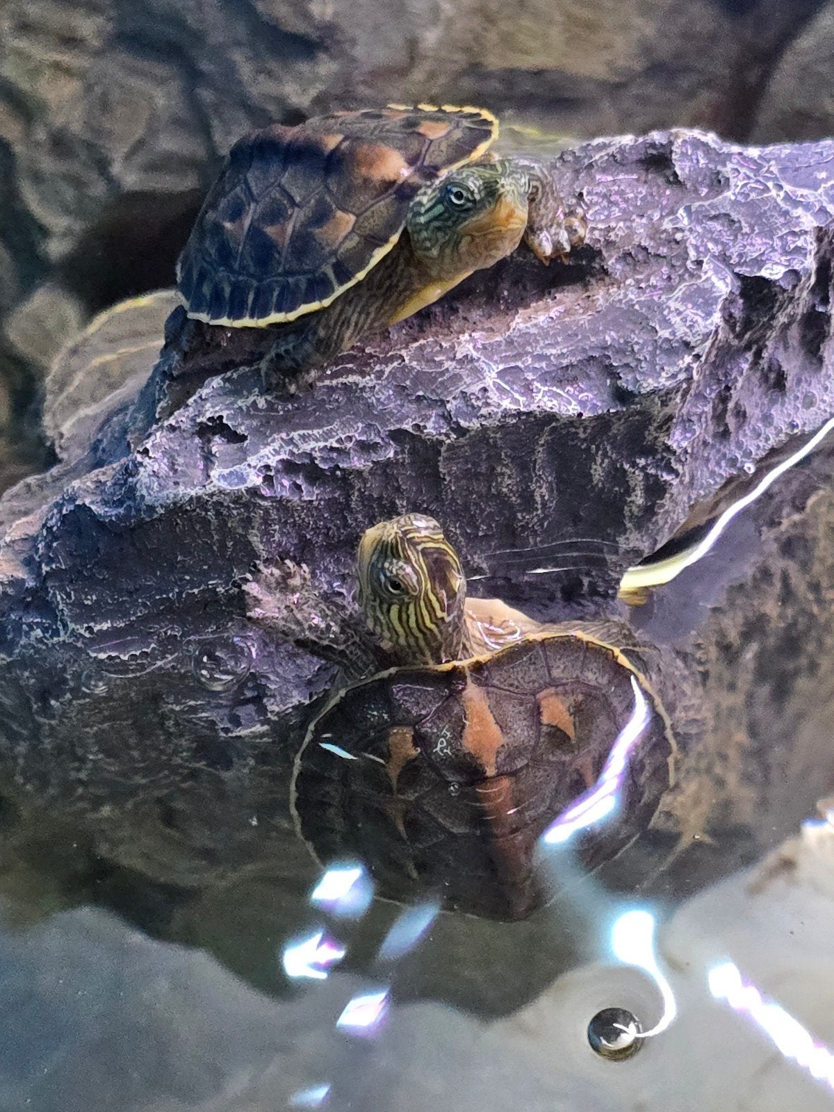 Prachtige Chinese streepschildpadden (Ocadia sinensis / Maur, Animaux & Accessoires, Reptiles & Amphibiens, Amphibien
