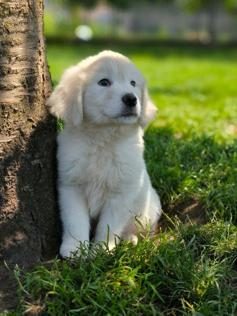 Belgische Golden retriever pupjes te koop, Dieren en Toebehoren, België, 8 tot 15 weken, Meerdere, Meerdere dieren