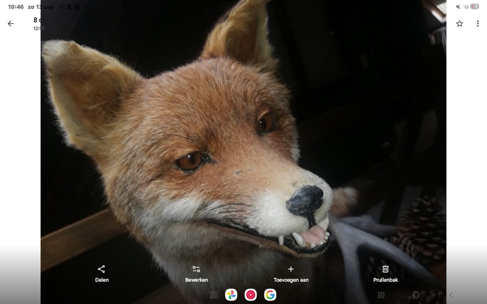 taxidermie VOS, Antiek en Kunst, Ophalen