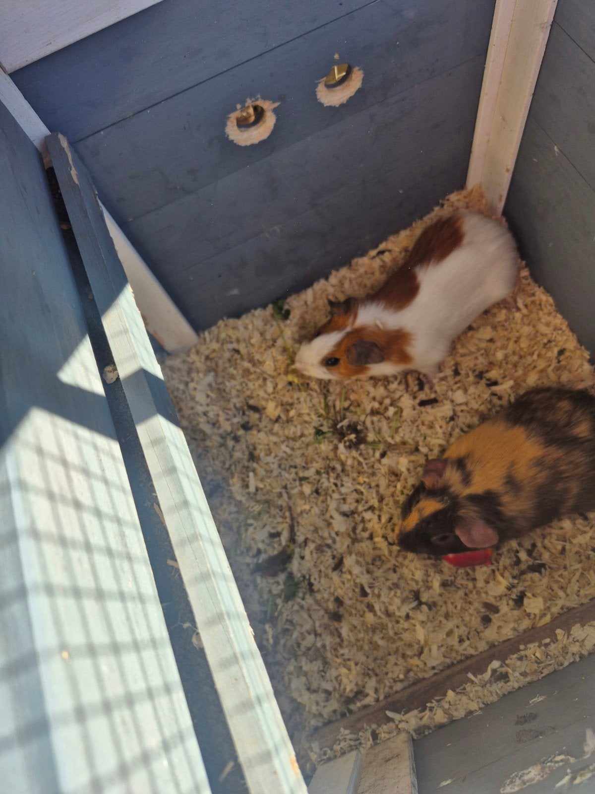 twee baby cavia beertjes, Juli, Mannelijk, Cavia