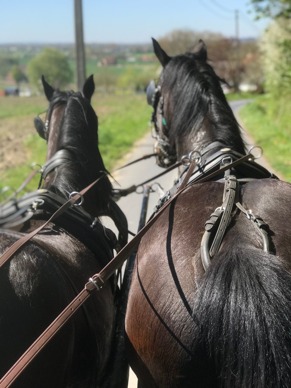 Paard  Drraver 7 jaar, Animaux & Accessoires, Chevaux