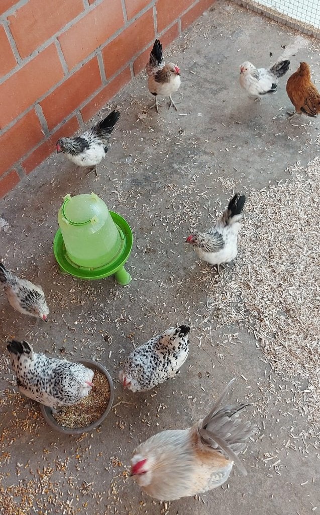 Antwerpse baardkriel haantjes, Dieren en Toebehoren, Pluimvee, Mannelijk, Kip