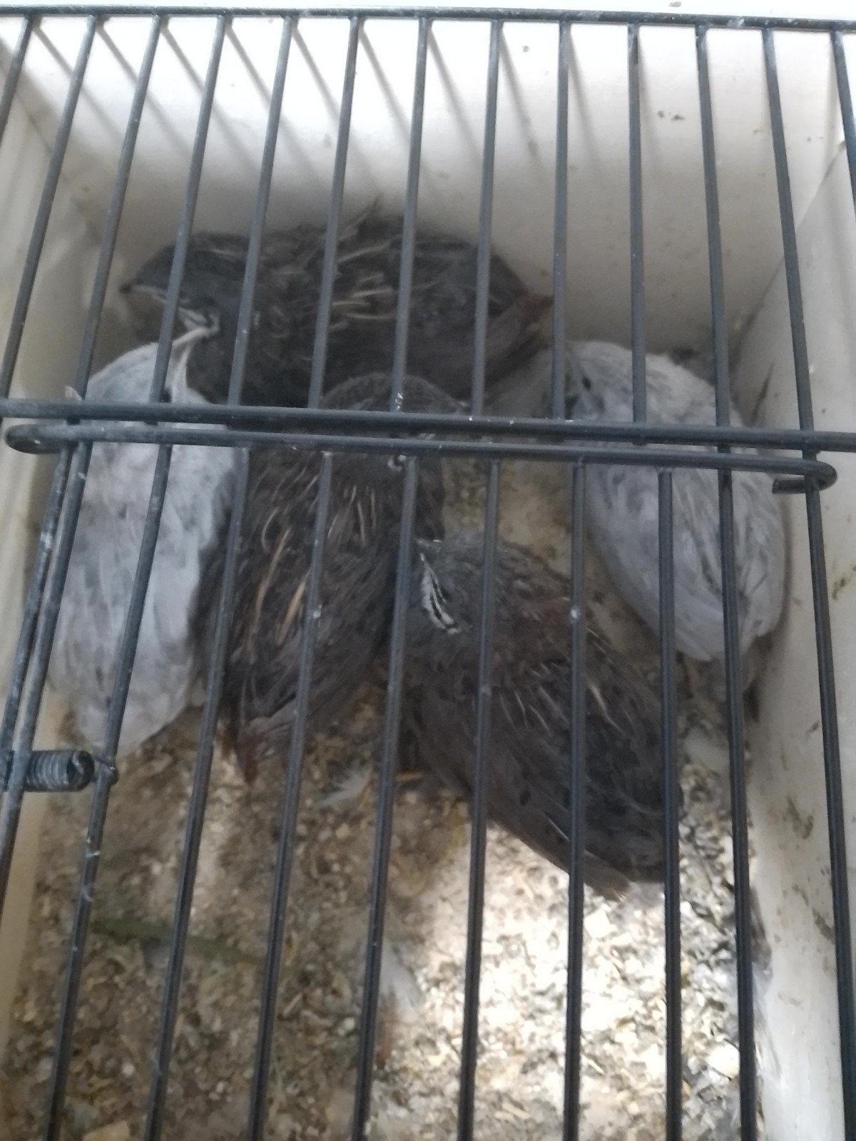 JONGE KWEEKRIJPE CHINESE DWERG KWARTELS van 2026, Meerdere dieren, Tropenvogel, Geringd