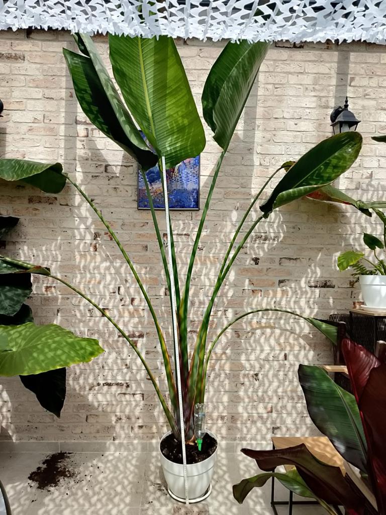 Strelitzia Nicolai, Ophalen