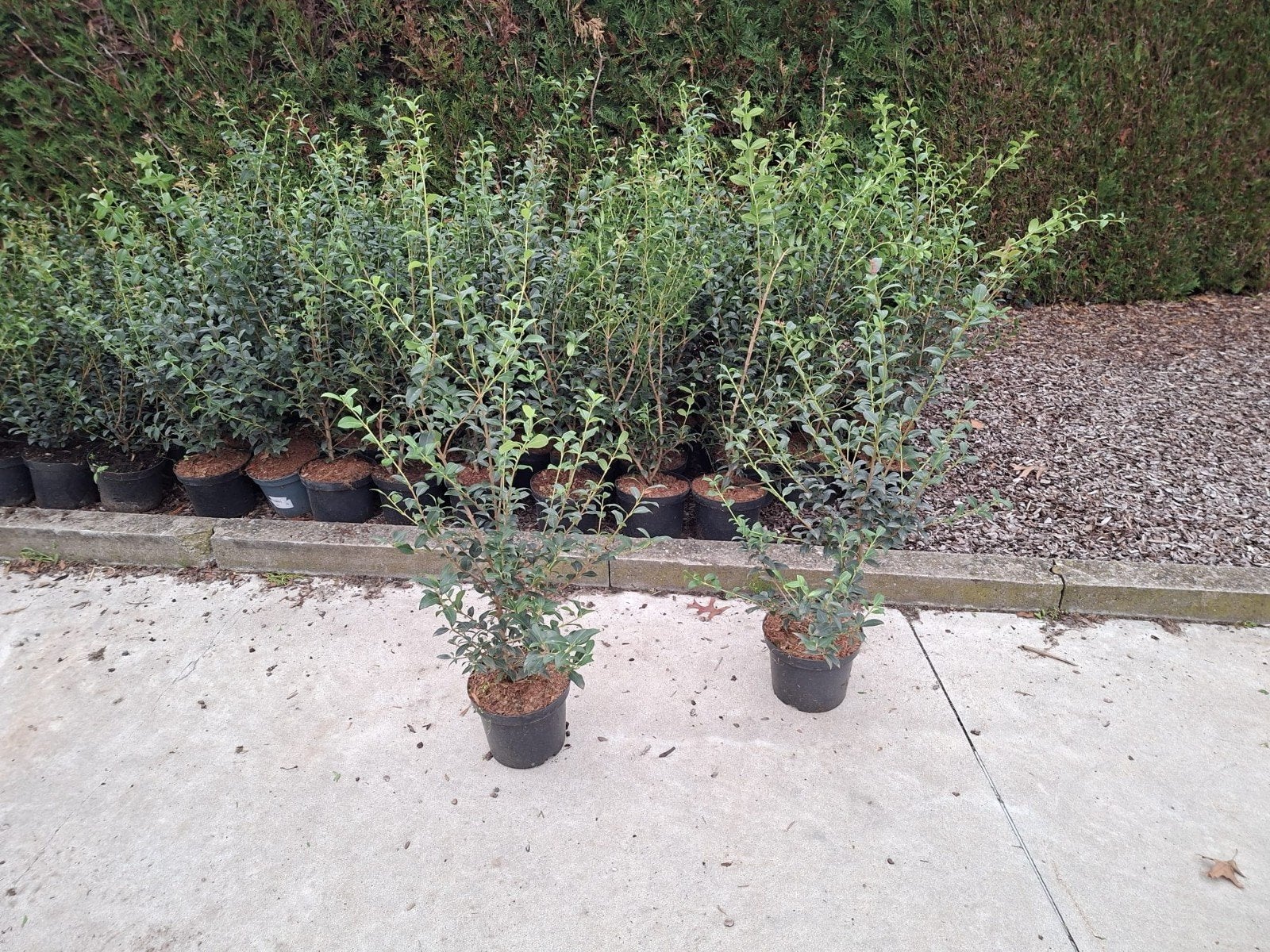 ‼️osmanthus Burkwoodii aan promoprijzen ‼️, Tuin en Terras, Ophalen, Haag