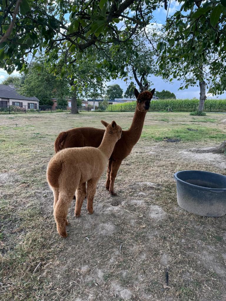ALPACA, Plusieurs animaux, Mouton
