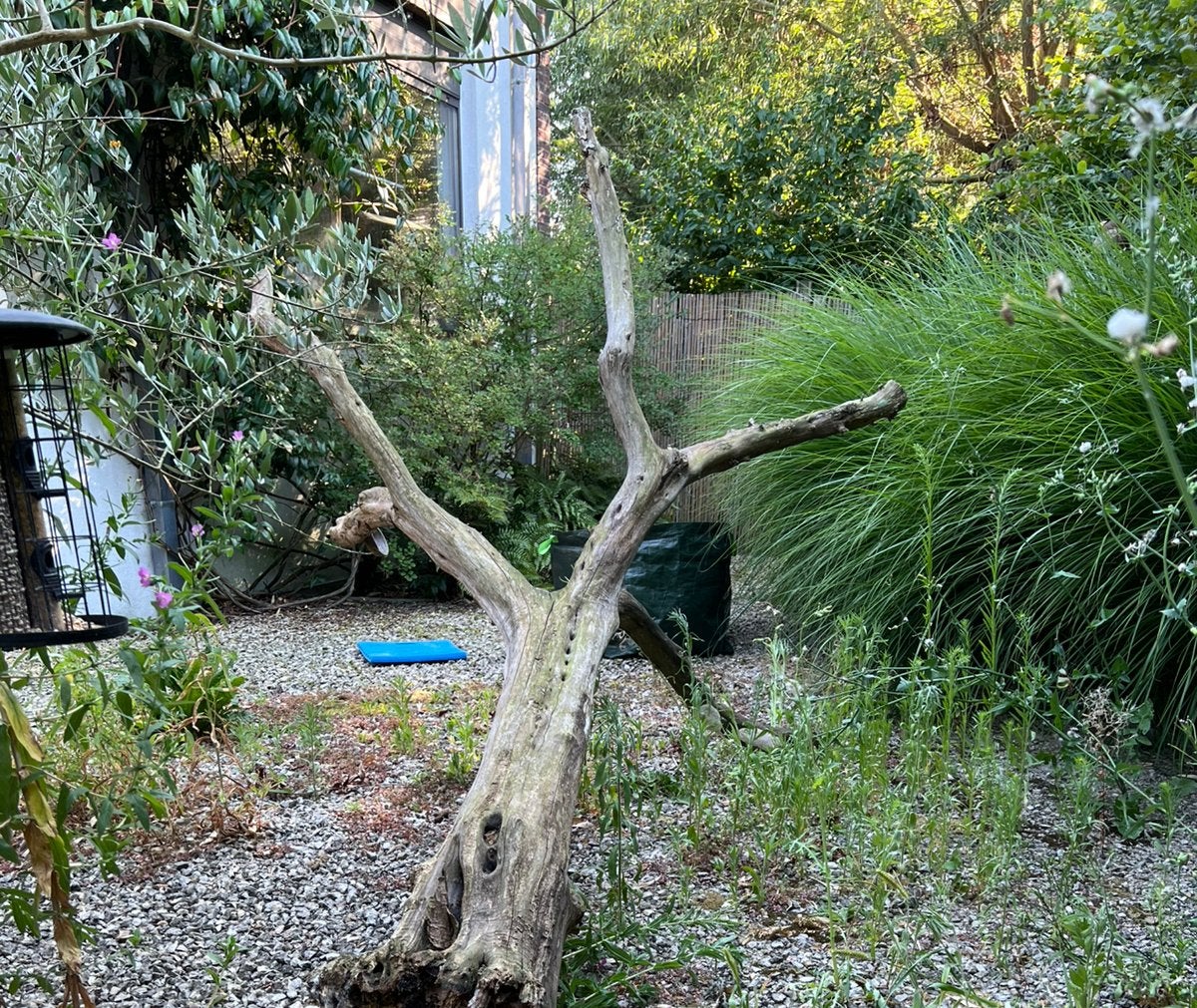 Olijfhout / Dode olijfboom voor hobbyist of haardhout, Tuin en Terras, Brandhout, Minder dan 3 m³, Ophalen, Overige houtsoorten