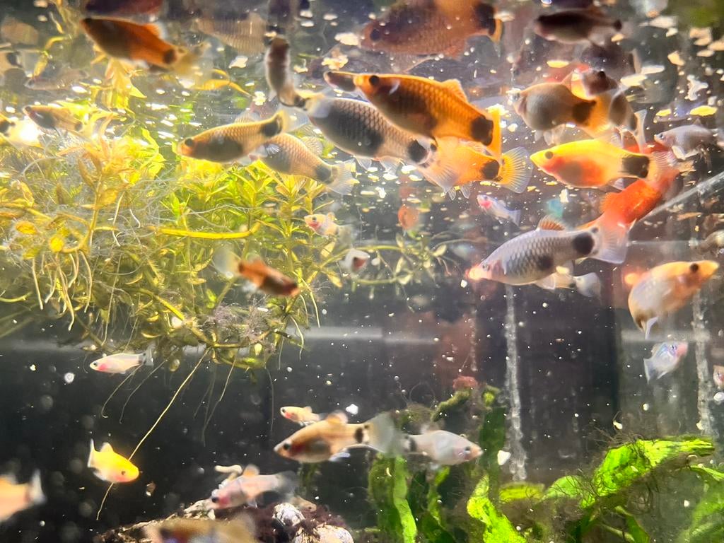 Platy aquariumvisjes in alle formaten, Ophalen, Zo goed als nieuw