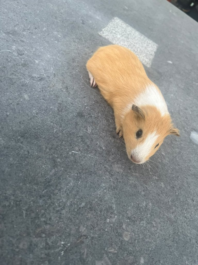 Cavia's, Cavia, Augustus, Meerdere dieren, Tam