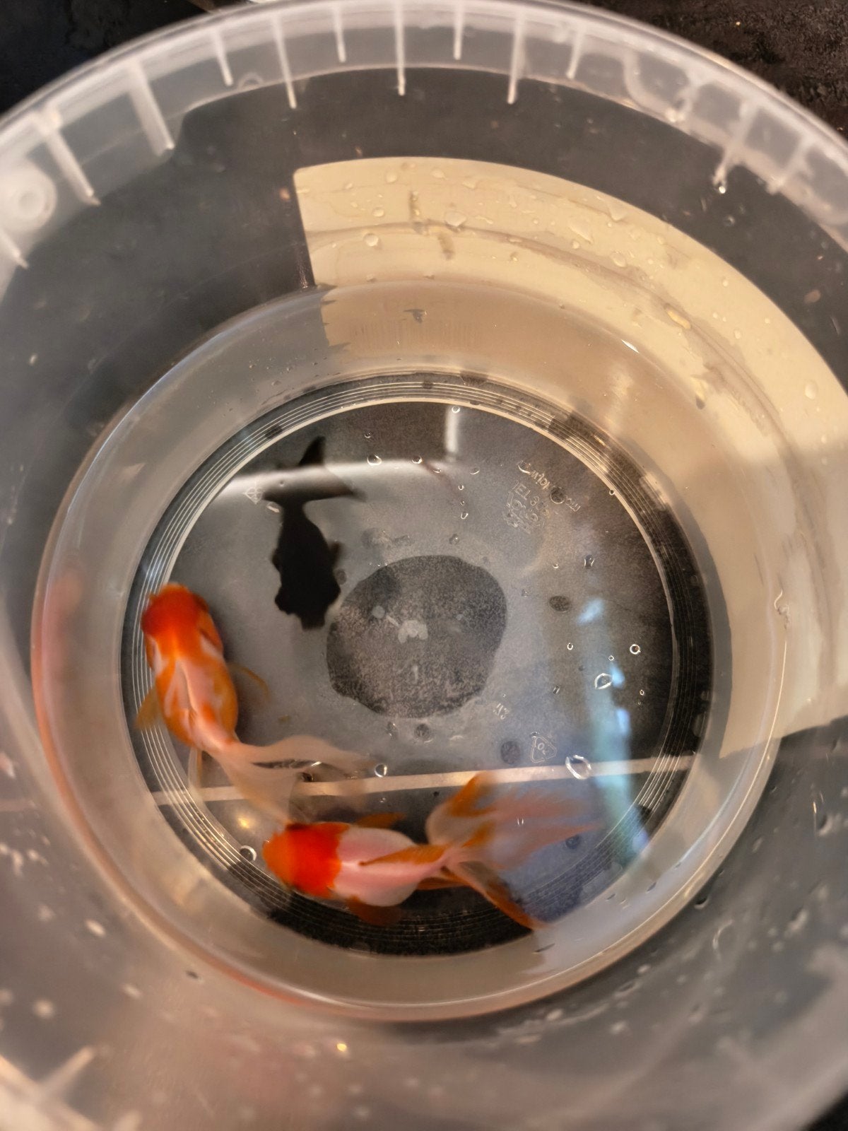 goudvissen te koop, Dieren en Toebehoren, Vissen | Aquariumvissen