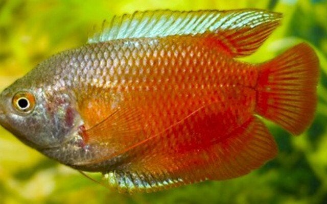 Hobbyaquarium Trichogaster Lalius red koppel, Dieren en Toebehoren, Vissen | Aquariumvissen, Vis, Zoetwatervis