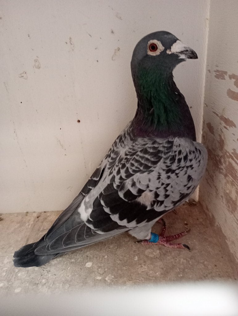 Coq reproducteur ! ! ! !, Mâle, Pigeon voyageur